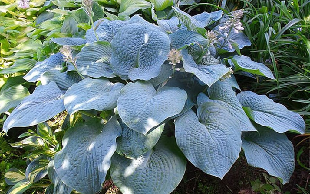 Trivia Powder Blue Northern Wisconsin Hosta Society